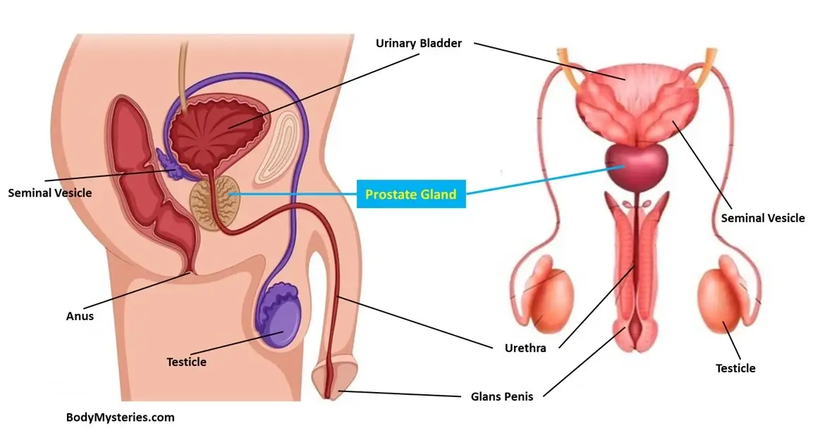 Prostate Gland